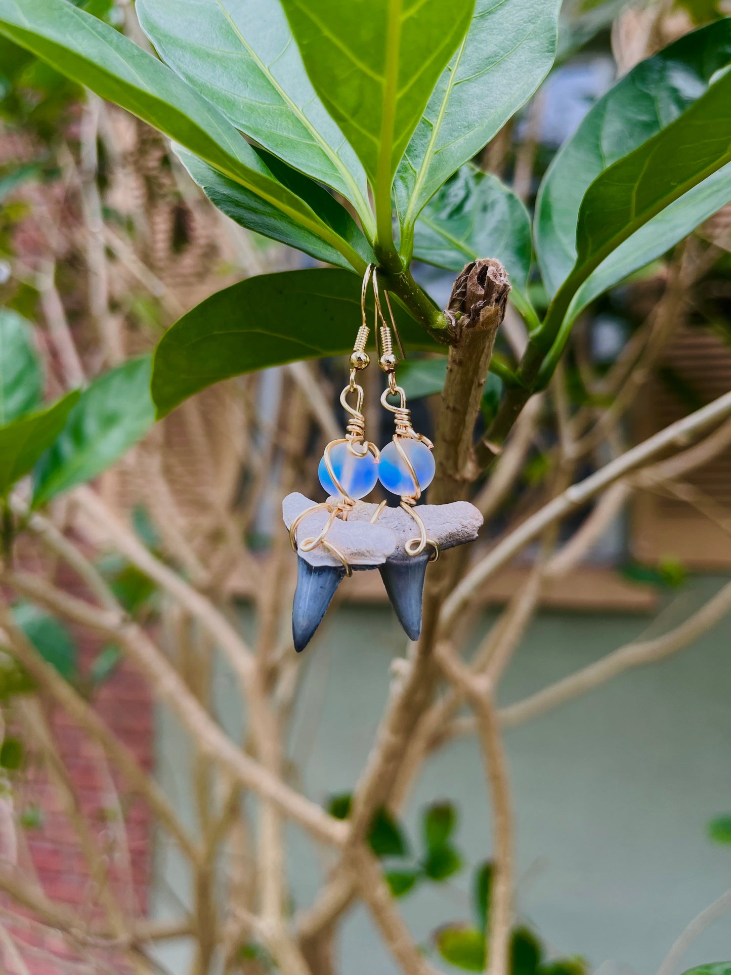 Dangle shark tooth earrings