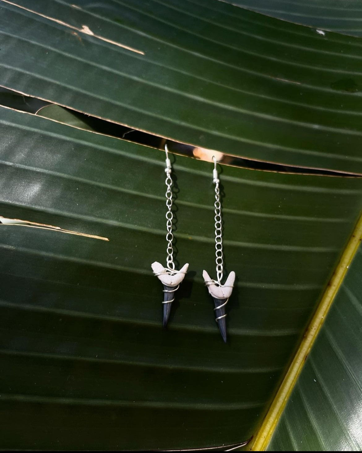 Bone Valley Sand tiger shark tooth earrings