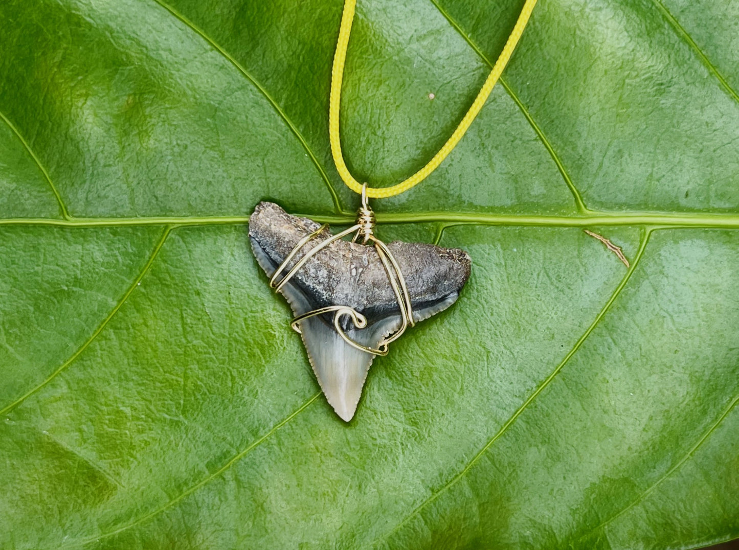 Wave shark tooth necklace